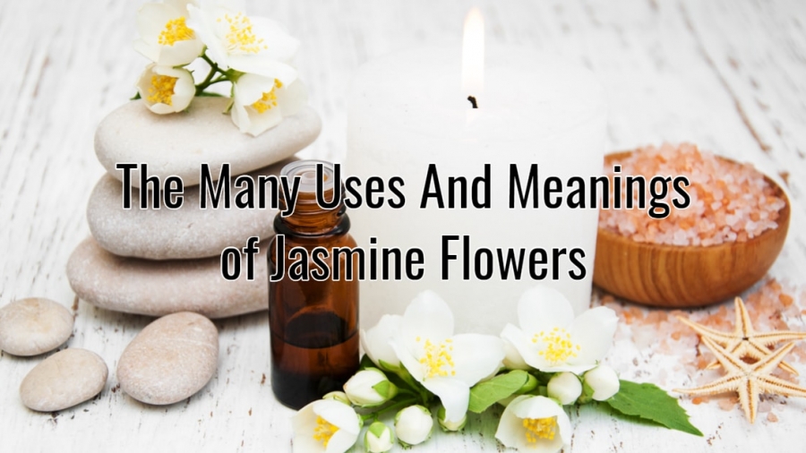 jasmine flowers for love