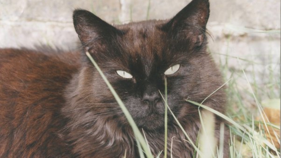 Become A Cat Gender Spells